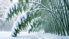 ѩ������Ψ���⾳