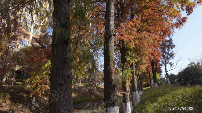 ����߲��µ����պ�ɼ����