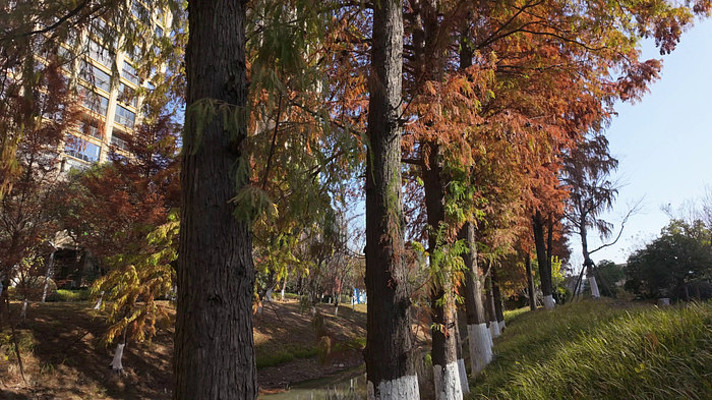 ����߲��µ����պ�ɼ����