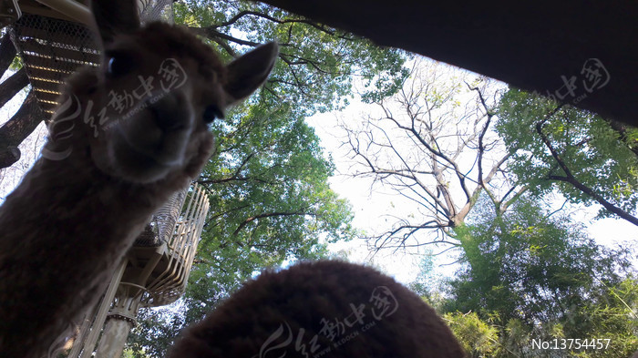 �����µĿɰ�����