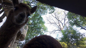 �����µĿɰ�����