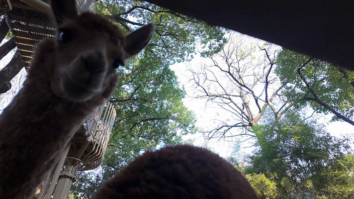 �����µĿɰ�����