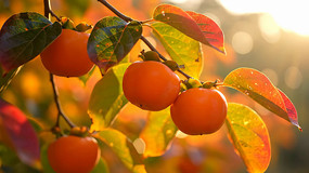 ������֦ͷ����������д