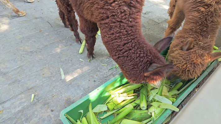 ���ս�ʳ��������