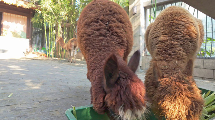 ���ս�ʳ��������