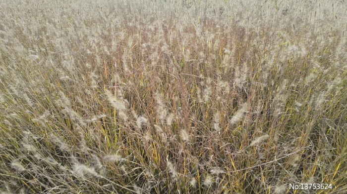 Ұ��Ұ����Ȼ�����ز�