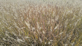 Ұ��Ұ����Ȼ�����ز�