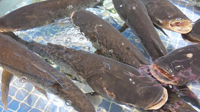 �������ʻ��ͷ��