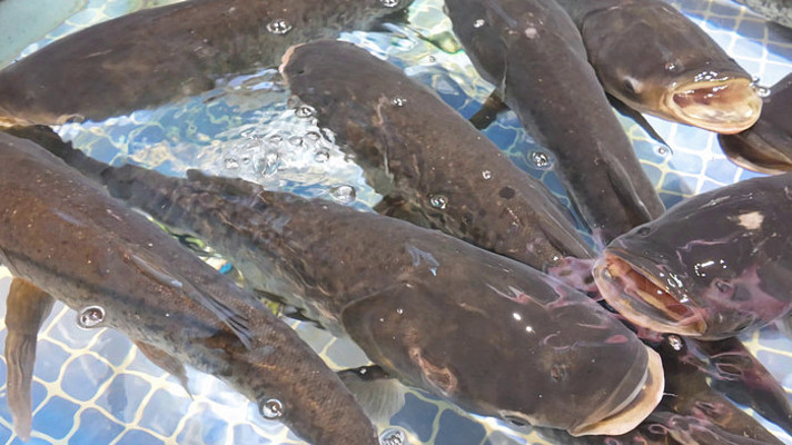 �������ʻ��ͷ��