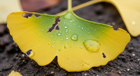 �������Ҷ��д