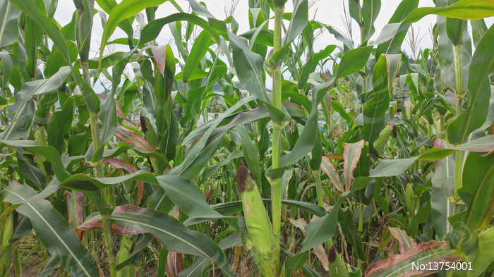 ���׵ؽ����ز�