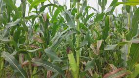 ���׵ؽ����ز�