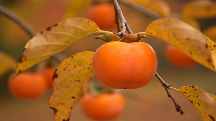 ֦ͷ����������д