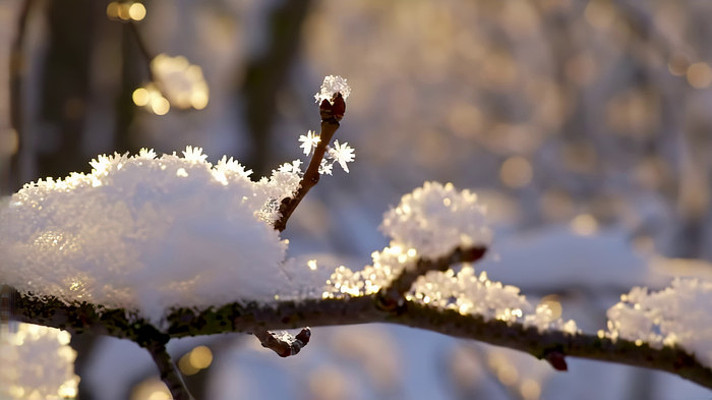 枝头积雪特写 枝头积雪特写