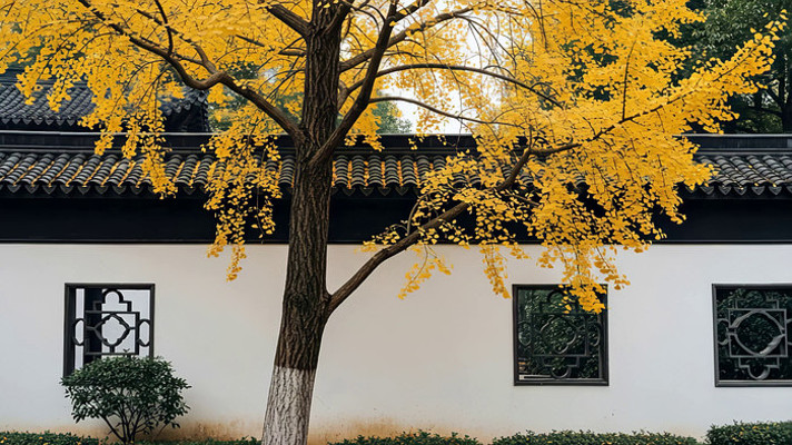 中式建筑旁的银杏树秋景 中式建筑旁的银杏树秋景