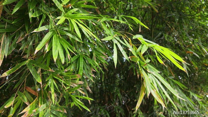 ������Ҷ��д