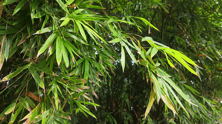 ������Ҷ��д