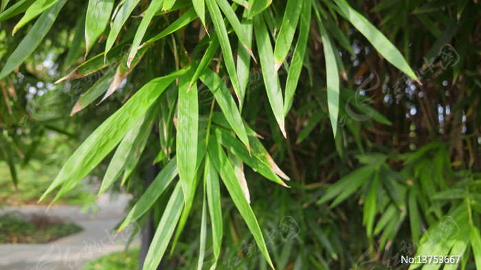 ��Ҷҡҷ��д��ͷ