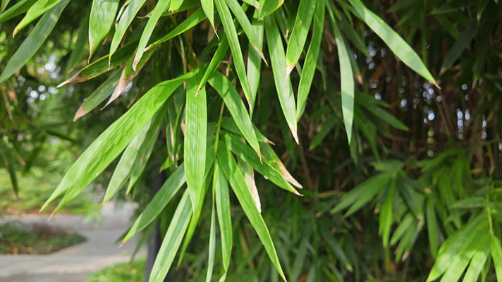 ��Ҷҡҷ��д��ͷ