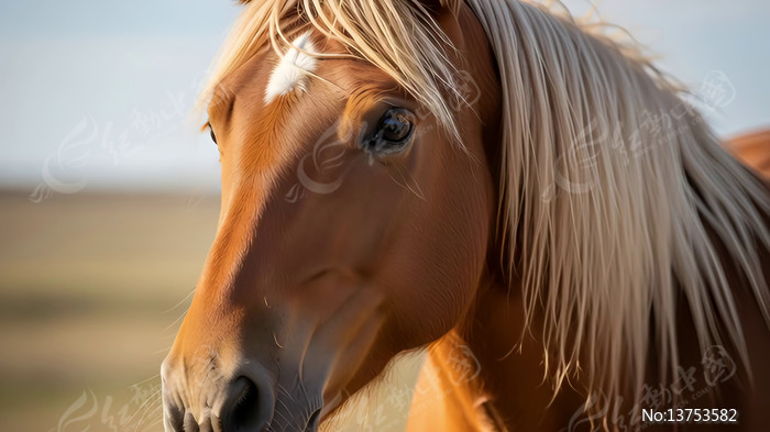 ��ɫ������д��ͷ