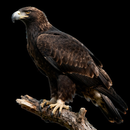 ��ʵ������ӥ��Ϣ��֦��ҵ��Ƭ