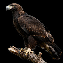 ��ʵ������ӥ��Ϣ��֦��ҵ��Ƭ