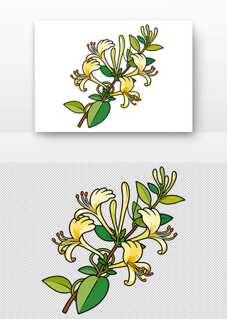 金银花插画 金银花插画