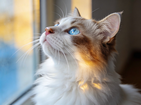 �ɰ���è��