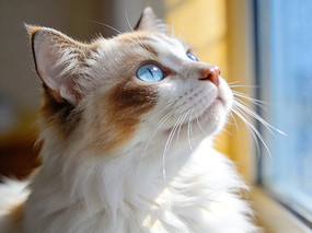 �ɰ���Сè�ֲ�