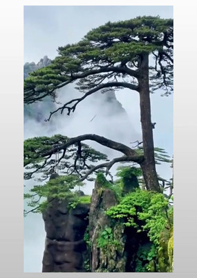 ���ջ�ɽ�羰������ʵ���ز�