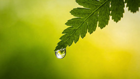 ������Ҷˮ��