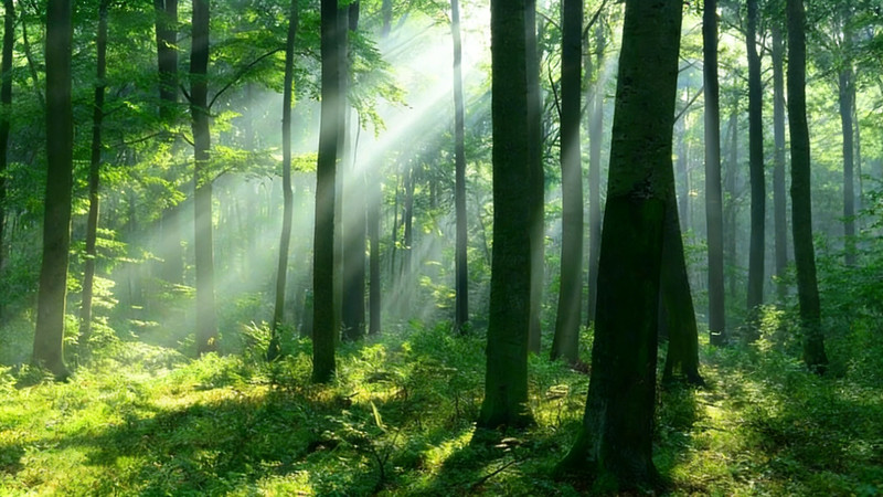 ɭ�����������峿����