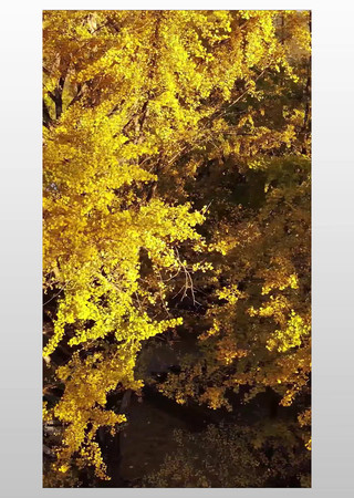 ���ɫ������������ʵ��4K