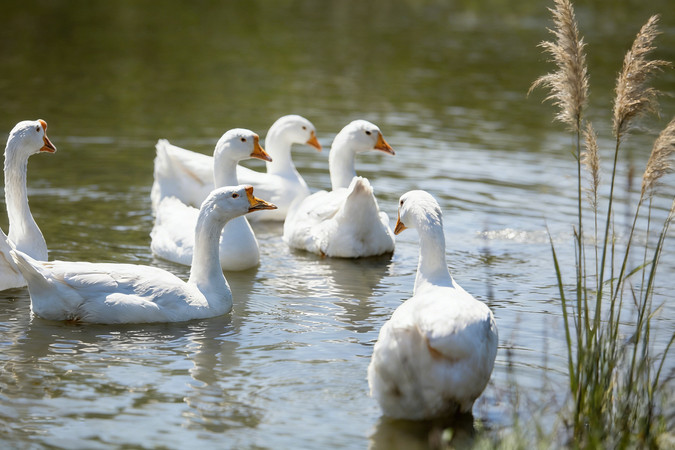 ����Ѽ��