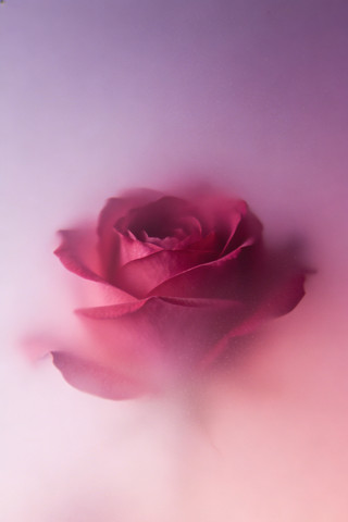 梦幻粉色玫瑰花 梦幻粉色玫瑰花