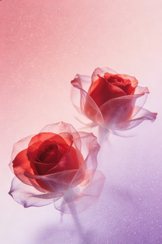 梦幻浪漫之美 梦幻浪漫之美