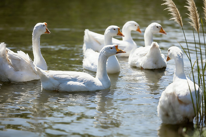 ˮ�����Ѽ��