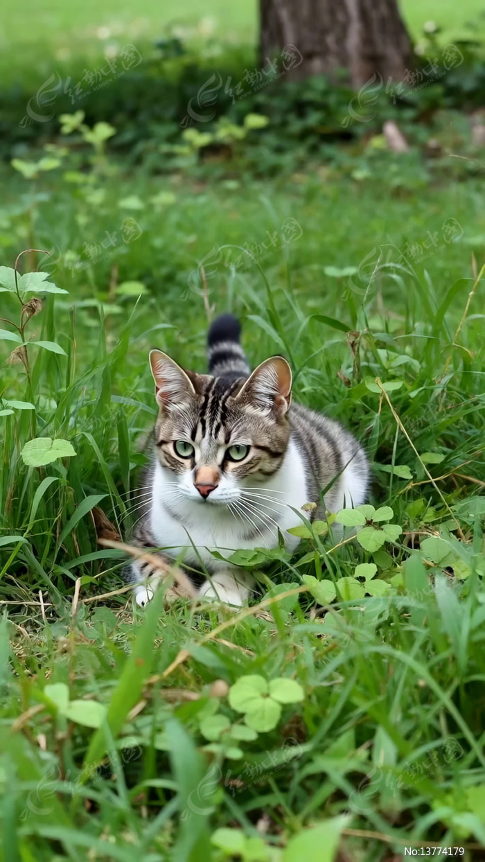 �ݴ��е�è����д