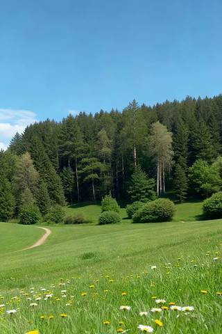 草地森林自然风光 草地森林自然风光