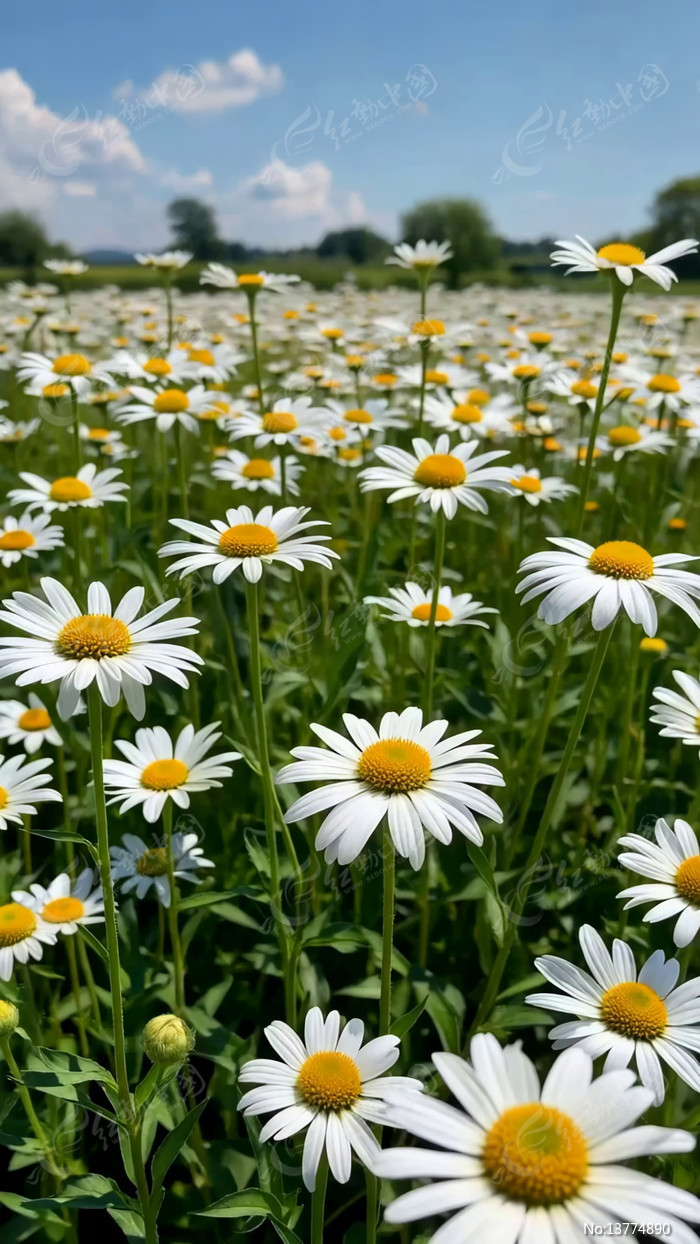 ����ʢ���Ļ���