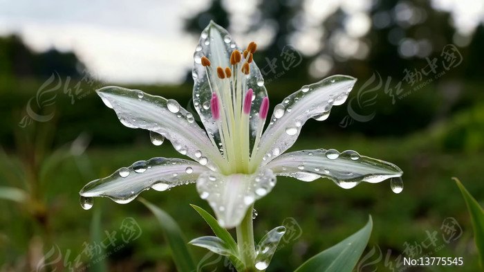 ��ˮ��İ�ɫ������д