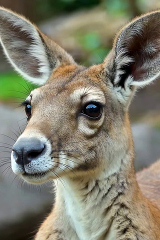 袋鼠特写近景画面 袋鼠特写近景画面