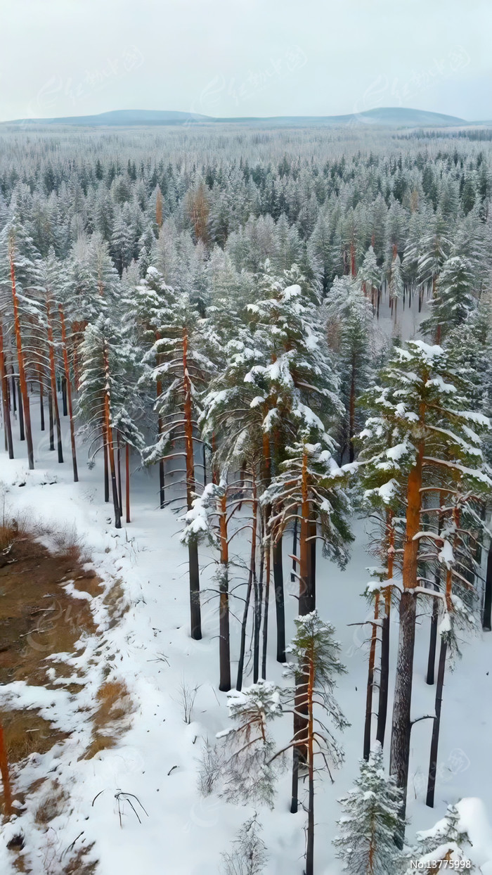 ����ɭ��ѩ�����