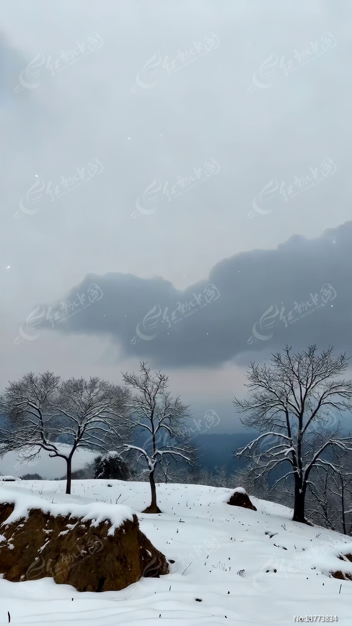 ����ѩ���е���ľ�羰