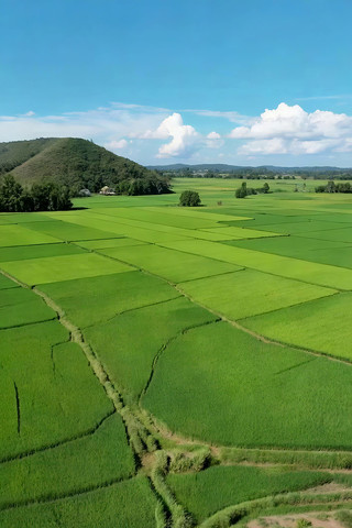 俯瞰绿色稻田自然风光 俯瞰绿色稻田自然风光