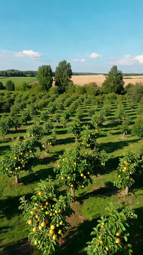 ��԰������ʵ����ȫ��