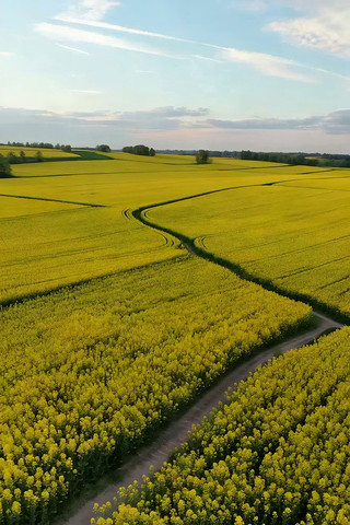 航拍大片油菜花田风光 航拍大片油菜花田风光