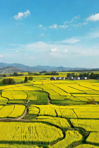 航拍大片油菜花田田园风光 航拍大片油菜花田田园风光