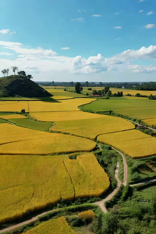 航拍金黄色稻田田园风光 航拍金黄色稻田田园风光