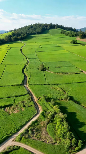 ������ɫ��Ұ������С·